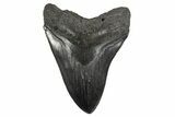 Fossil Megalodon Tooth - South Carolina #340154-1